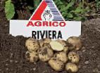 Photo Potatoes grade Rivera 
