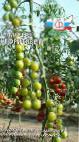 Photo Tomatoes grade Samocvet nefritovyjj
