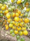 Photo Tomatoes grade Kish-mish zheltyjj F1