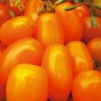 Photo Tomatoes grade Finik oranzhevyjj F1