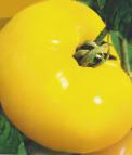 foto I pomodori la cultivar Gigant Limonnyjj
