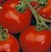 Photo Tomatoes grade Semko-2003.RU F1