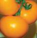 Photo Tomatoes grade Oranzhevyjj Bojj F1