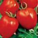 foto I pomodori la cultivar Palenka F1