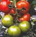 foto I pomodori la cultivar Matador F1