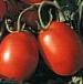 foto I pomodori la cultivar Unikum F1