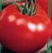 Photo Tomatoes grade Taman F1