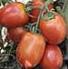 Photo Tomatoes grade Semko 2006 F1