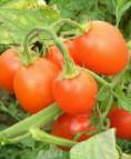 Foto Tomaten klasse Punto7 F1