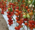 foto I pomodori la cultivar Mondial F1
