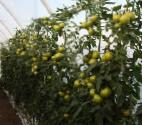 foto I pomodori la cultivar Afamiya F1