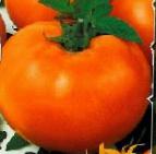 Photo Tomatoes grade Zolotojj ozharovskijj