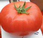 foto I pomodori la cultivar Ivet F1
