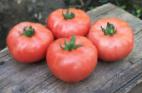 Photo Tomatoes grade TEKh 2721 F1