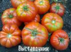 Foto Tomaten klasse Vystavochnik