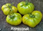 foto I pomodori la cultivar Izumrudnyjj 