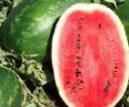 Photo Watermelon grade Dukato F1