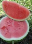Photo Watermelon grade Ortal F1 (bessemyannyjj)