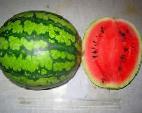 Foto Wassermelone klasse VNIIOB 2 F1 
