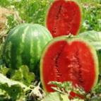 Photo Watermelon grade Stetson F1