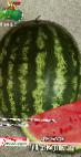 Foto Wassermelone klasse Volgogradec KRS 90