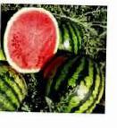 Photo Watermelon grade Ehrli Dzhitana F1
