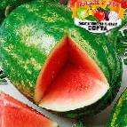 Photo Watermelon grade Arni