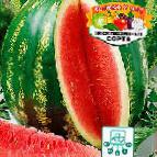 Foto Wassermelone klasse Sotnik