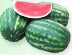 Foto Wassermelone klasse Krimson Rubi 
