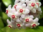 fotoğraf Evin çiçekler Hoya, Gelin Buketi, Madagaskar Yasemini, Mum Çiçeği, Çelenk Çiçek, Floradora, Hawaii Düğün Çiçeği asılı bitki , beyaz