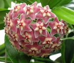 fotoğraf Evin çiçekler Hoya, Gelin Buketi, Madagaskar Yasemini, Mum Çiçeği, Çelenk Çiçek, Floradora, Hawaii Düğün Çiçeği asılı bitki , pembe