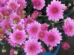 foto Fioristi Mamma, Mamma Pentola erbacee (Chrysanthemum), rosa