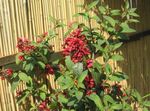 foto I fiori domestici Cestrum gli arbusti , rosso