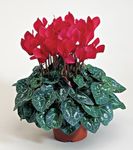 Photo House Flowers Persian Violet herbaceous plant (Cyclamen), red