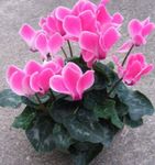 Photo des fleurs en pot Le Violet Persan herbeux (Cyclamen), rose