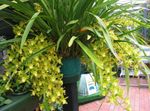 foto I fiori domestici Cymbidium erbacee , giallo