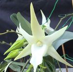 foto I fiori domestici Orchidea Cometa, Stella Di Betlemme Orchidea erbacee (Angraecum), bianco