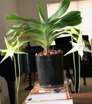 Photo des fleurs en pot Orchidée Comète, Étoile De Bethléem Orchidée herbeux (Angraecum), blanc