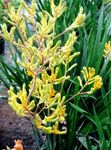 kuva Sisäkukat Kenguru Tassu ruohokasvi (Anigozanthos flavidus), keltainen