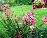 fotoğraf Evin çiçekler Kanguru Pençe otsu bir bitkidir (Anigozanthos flavidus), pembe