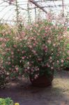 foto I fiori domestici Malva Africano gli arbusti (Anisodontea), rosa