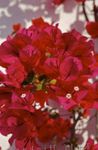 Photo Fleur De Papier des arbustes (Bougainvillea), rouge