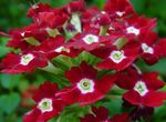 fotoğraf Evin çiçekler Mine Çiçeği otsu bir bitkidir (Verbena Hybrida), koyu kırmızı