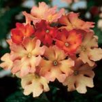 fotoğraf Evin çiçekler Mine Çiçeği otsu bir bitkidir (Verbena Hybrida), turuncu