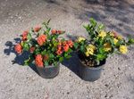 foto I fiori domestici Vaso Rotto, Principe Di Orange gli arbusti (Ixora), rosso