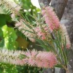 foto I fiori domestici Bottlebrush gli arbusti (Callistemon), rosa