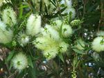 foto I fiori domestici Bottlebrush gli arbusti (Callistemon), bianco
