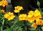 Foto Feuerwerkskörper Blume sträucher (Crossandra), gelb