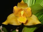 foto I fiori domestici Lycaste erbacee , giallo