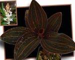 Foto Topfblumen Juwel Orchidee grasig (Ludisia), weiß